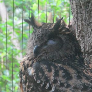Eurasian Eagle Owl