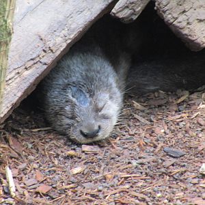 Spotted Necked Otter