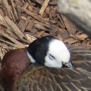 White Headed Whistling Duck