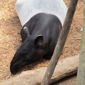 Malayan Tapir