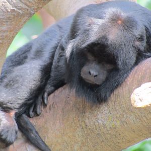 Black Howler Monkey