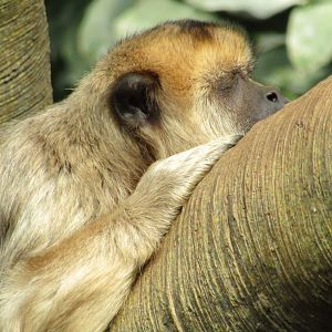 Black Howler Monkey
