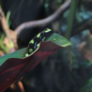 Green and Black Poison Frog
