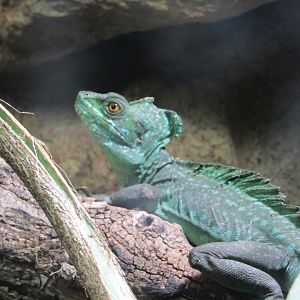 Plumbed Basilisk