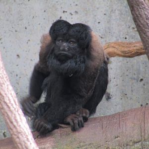 Red Backed Bearded Saki
