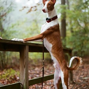 Pets: THE TinoPup, Tino the Ibizan Hound.
