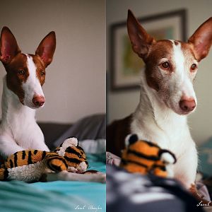 Pets: Tino with his favorite toy, a tiger from Animal Kingdom.
