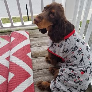 Pets: My puppy Kevin, a Field Spaniel.