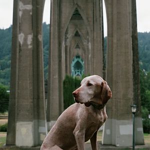 Pets: Steven, my Vizsla, on our trip to OR. 2005-2019