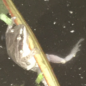 Frog ID?