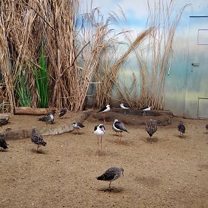Wading birds aviary