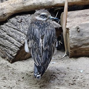European thick-knee (Burhinus oedicnemus oedicnemus)