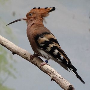 Eurasian hoopoe (Upupa epops epops)