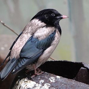Rosy starling (Pastor roseus)