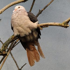 Pink pigeon (Nesoenas mayeri)