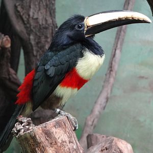 Black-necked aracari (Pteroglossus aracari)