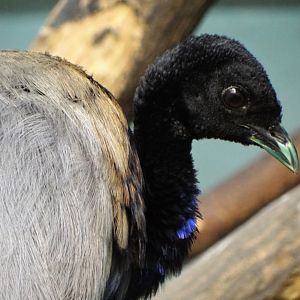 Grey-winged trumpeter (Psophia crepitans)