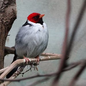Yellow-billed Cardinal (Paroaria capitata)