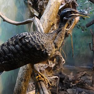 Sunbittern (Eurypyga helias)