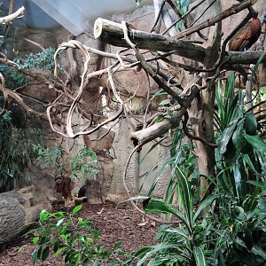 Congo Peacock aviary