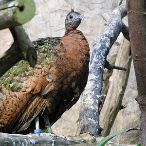 Congo Peacock (Afropavo congensis)