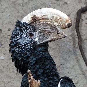 Silvery-cheeked Hornbill (Bycanistes brevis)