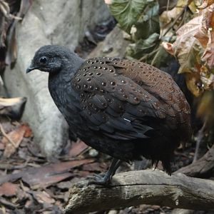 Mountain peacock-pheasant (Polyplectron inopinatum)