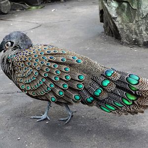 Malayan peacock-pheasant (Polyplectron malacense)