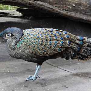Malayan peacock-pheasant (Polyplectron malacense)