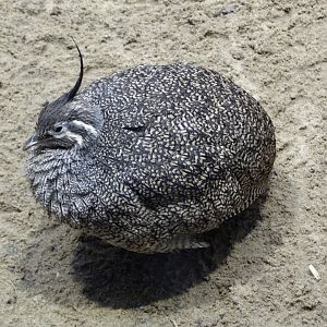 Elegant crested tinamou (Eudromia elegans)