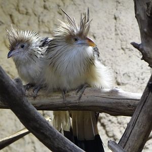 Guira cuckoo (Guira guira)