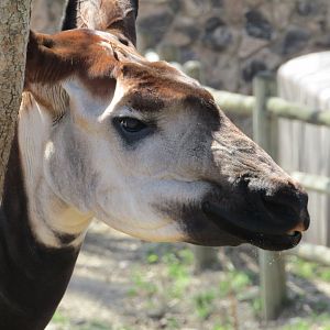 Okapi