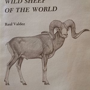 The Wild Sheep of the World by Raul Valdez