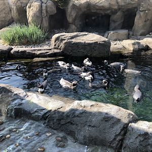 Humboldt Penguins