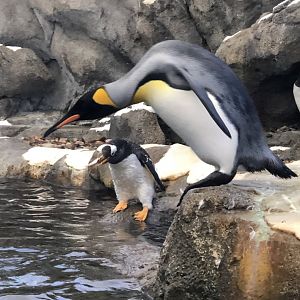 King Penguin & Gentoo Penguin