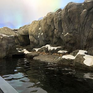 Penguin Plunge