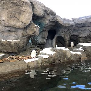 Penguin Plunge