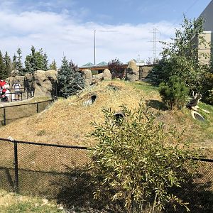 Penguin Plunge (Outdoor Yard)