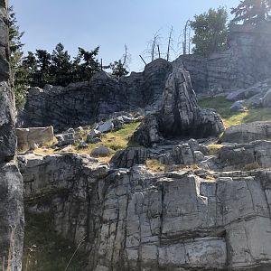 Rocky Mountain Goat Exhibit