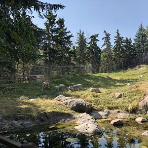 Bighorn Sheep Exhibit