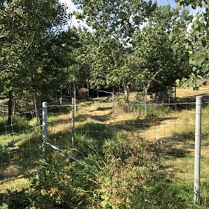 Woodland Caribou Exhibit