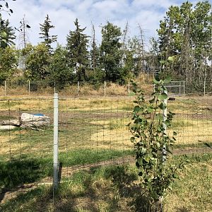 Woodland Caribou Exhibit