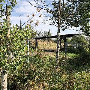 Woodland Caribou Exhibit