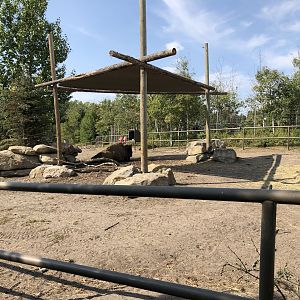 Wood Bison Exhibit