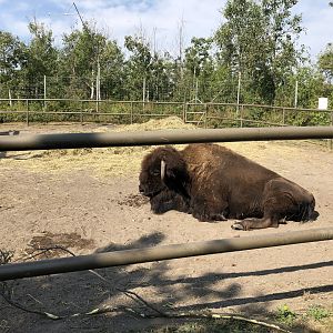 Wood Bison