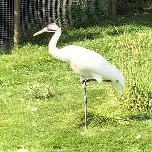 Whooping Crane