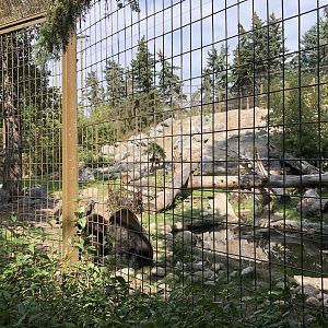 Grizzly Bear Exhibit