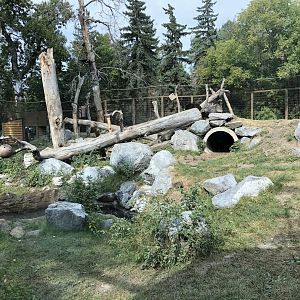 American Black Bear Exhibit