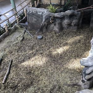 Red River Hog Indoor Exhibit