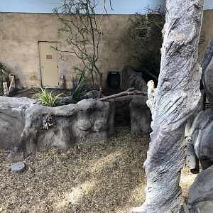 Red River Hog Indoor Exhibit